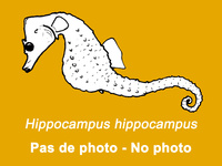 Hippocampe à museau court - Hippocampus hippocampus