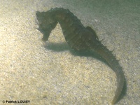 Femelle, Hippocampe à museau court - Hippocampus hippocampus, Languedoc, femelle