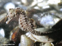 Femelle, Hippocampe à museau court - Hippocampus hippocampus, Landes