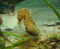 Male, Short-snouted seahorse - Hippocampus hippocampus