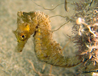 Mâle, Hippocampe à nez court - Hippocampus hippocampus