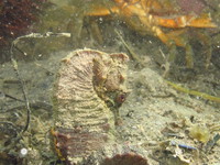 Male, Short-snouted seahorse - Hippocampus hippocampus