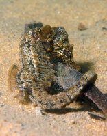 Femelle, Hippocampe à nez court - Hippocampus hippocampus