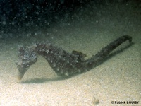 Femelle, Hippocampe à museau court - Hippocampus hippocampus, Languedoc