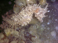 Femelle, Hippocampe à nez court - Hippocampus hippocampus