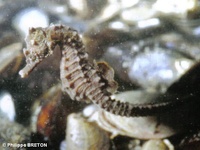 Female, Short-snouted seahorse - Hippocampus hippocampus, Landes
