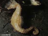 Male, Short-snouted seahorse - Hippocampus hippocampus, Arcachon