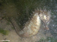 Male, Long-snouted seahorse - Hippocampus guttulatus, Arcachon