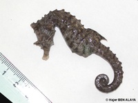 Female, Short-snouted seahorse - Hippocampus hippocampus, Tunisia