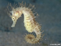 Female, Long-snouted seahorse - Hippocampus guttulatus, Italy