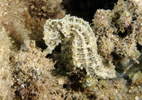 Female, Drab seahorse - Hippocampus fuscus, Turkey