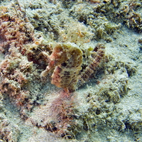 Female, Drab seahorse - Hippocampus fuscus