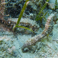 Drab seahorse - Hippocampus fuscus