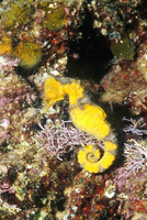 Male, Drab seahorse - Hippocampus fuscus