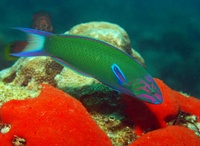 Thalassoma lunare (male)