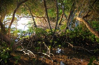 Mangrove (Rhizophora mucronata)