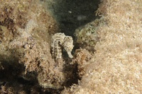 Hippocampus fuscus - lessepsian species