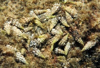 Cerithium scabridum - lessepsian species