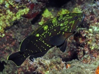 Epinephelus marginatus, juvenile