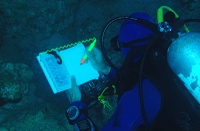 Plongeur BSM lors d'un transect de recensement de poissons
