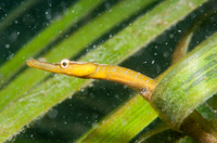 Male, Snake pipefish - Entelurus aequoreus