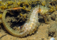 Female, Long-snouted seahorse - Hippocampus guttulatus