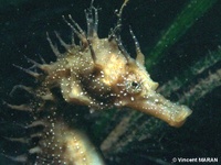 Long-snouted seahorse - Hippocampus guttulatus, Arcachon