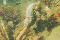 Short-snouted seahorse - Hippocampus hippocampus