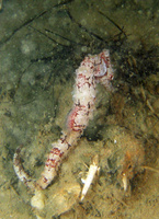 Short-snouted seahorse - Hippocampus hippocampus
