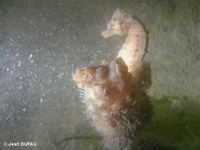 Male, Short-snouted seahorse - Hippocampus hippocampus, Arcachon