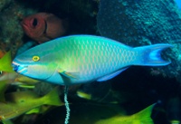Tricolor parrotfish - Scarus tricolor (terminal phase)