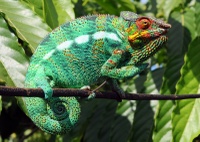Panther chameleon - Furcifer pardalis, male